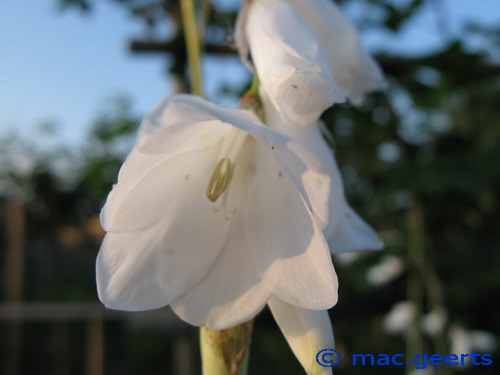 Dierama pendulum